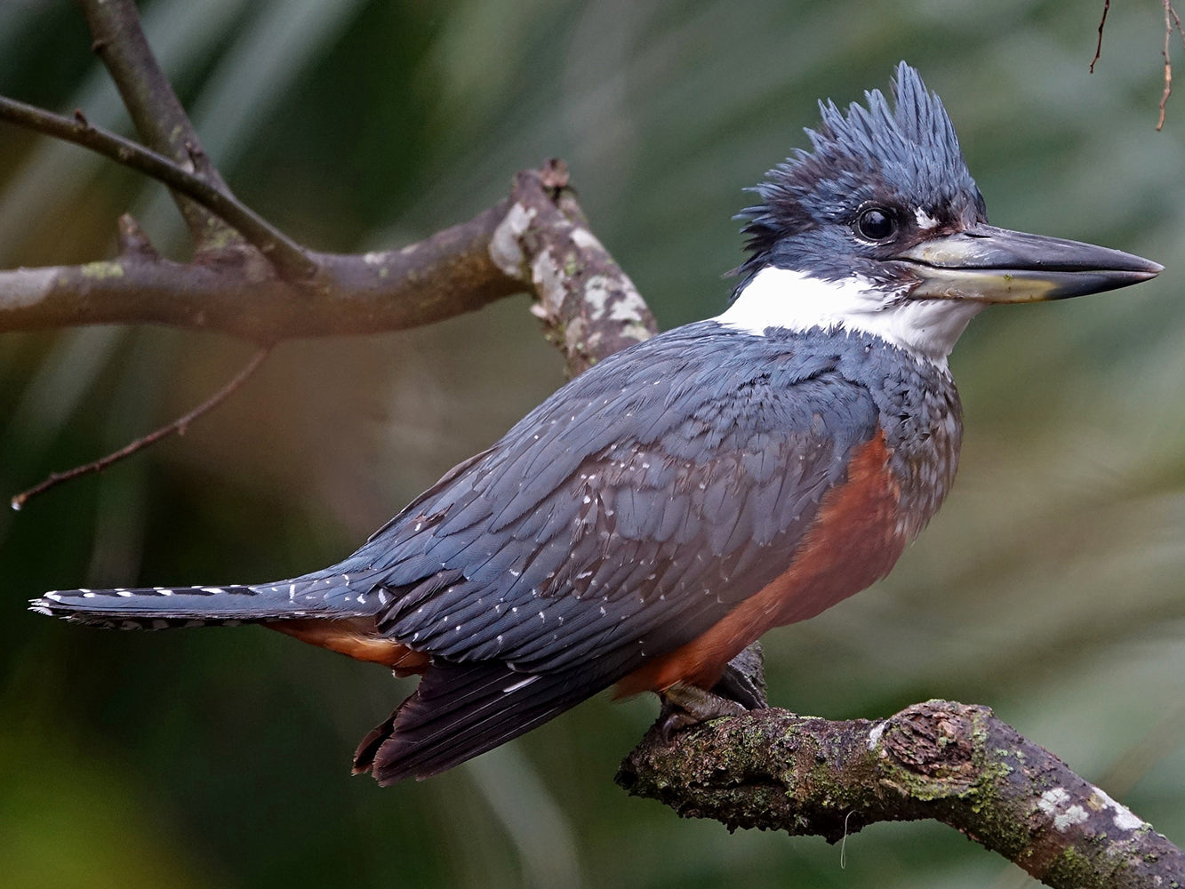 Ringed Kingfisher, Megaceryle torquata, Martinppescador Grande