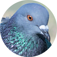 Rock dove, Columba Livia, Paloma Doméstica