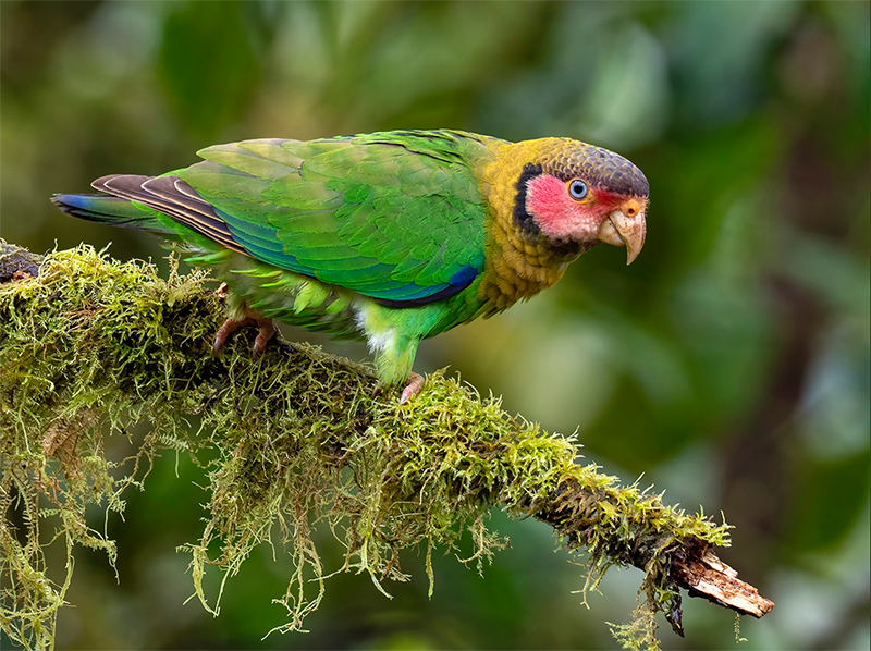 Rose-faced Parrot, Pyrilia pulchra, Cotorra Carirrosada