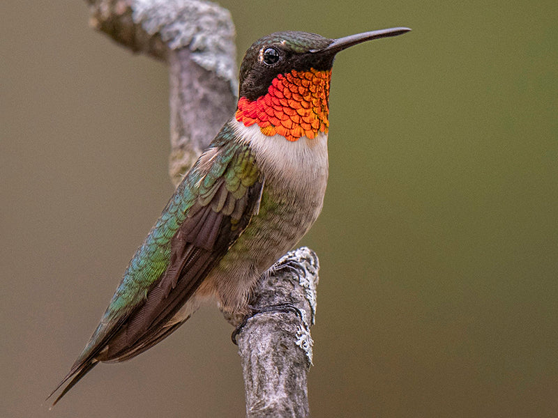 Ruby-throated Hummingbird, Archilochus colubris, Colibrí Gorgirrubi