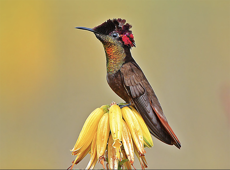 Ruby-topaz Hummingbird, Chrysolampis mosquitus, Colibrí Rubitopacio