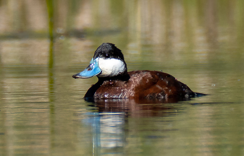 ruddy duck, oxyura jamaicensis