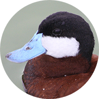 ruddy-duck-head