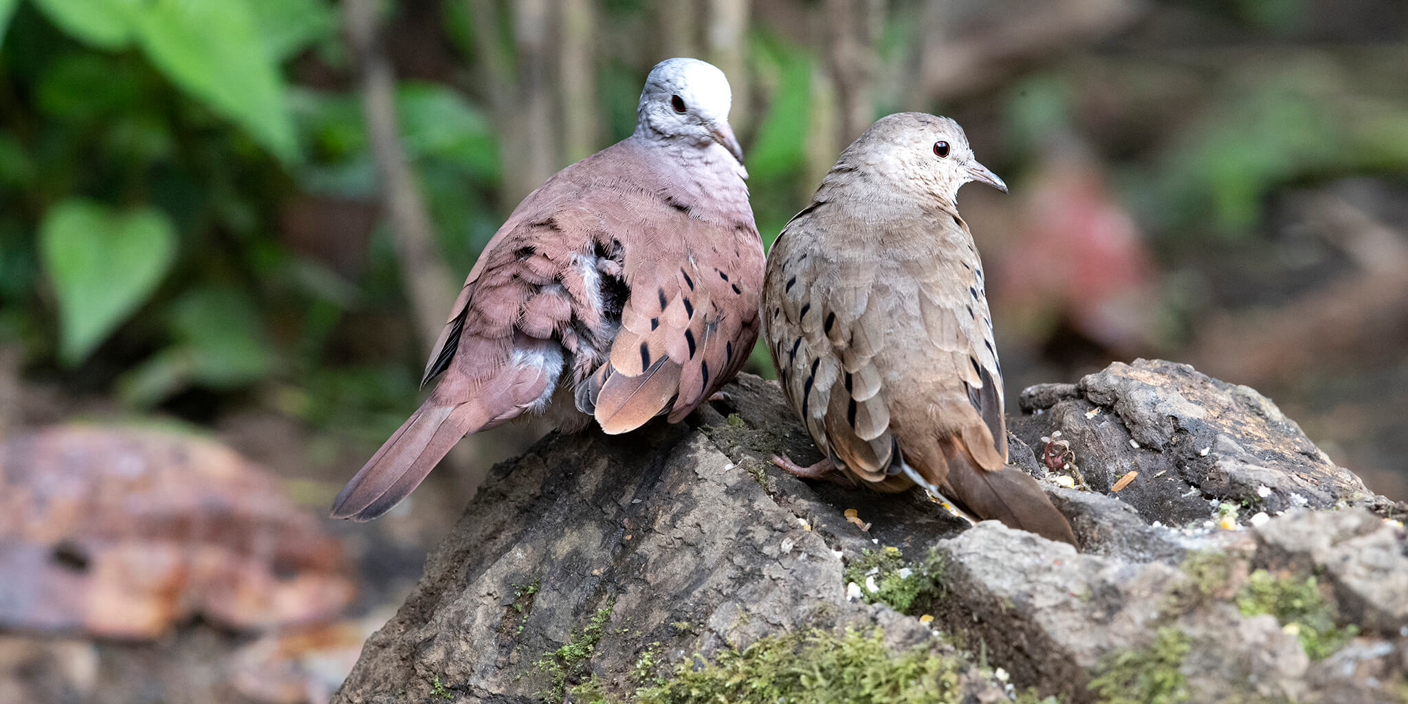 Ruddy-ground-dove, Columbina tapacoti, Tortolita Rojiza