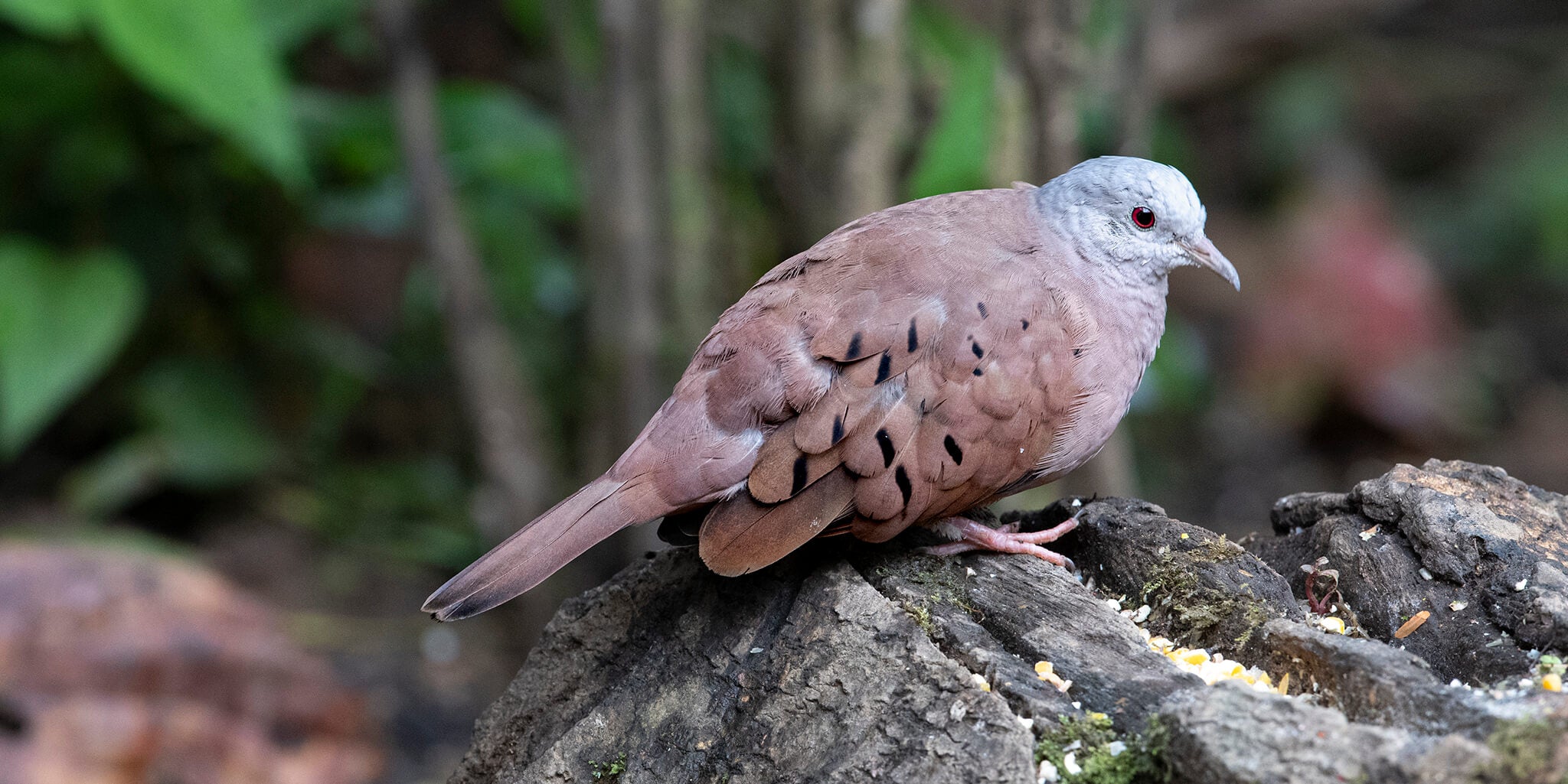 Ruddy-ground-dove, Columbina tapacoti, Tortolita Rojiza