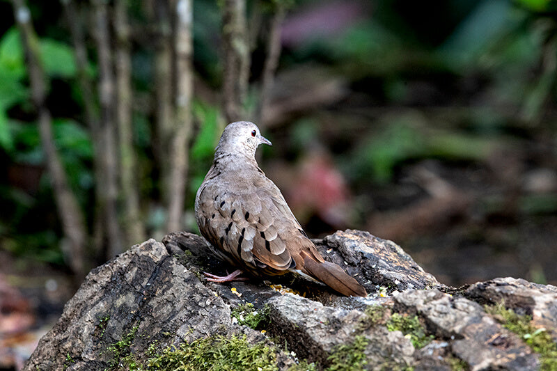 Ruddy-ground-dove, Columbina tapacoti, Tortolita Rojiza