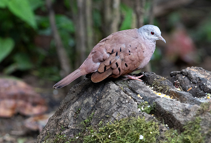 Ruddy Ground-dove, Columbina talpacoti, Tortolita Rojiza