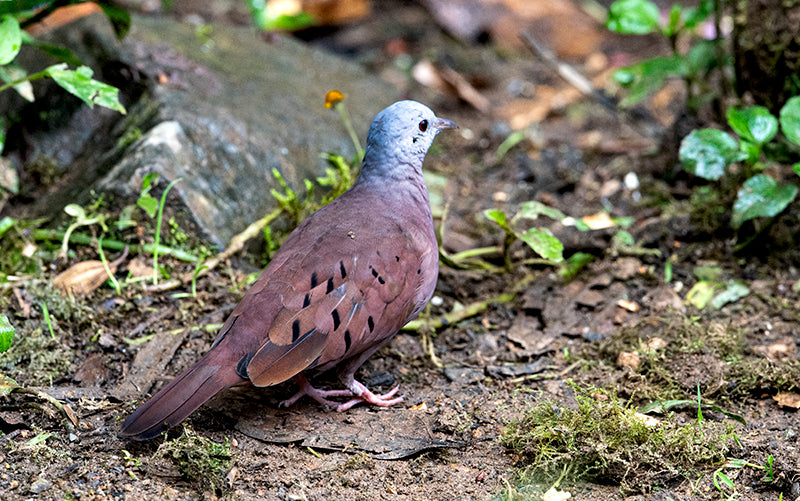 Ruddy-ground-dove, Columbina tapacoti, Tortolita Rojiza