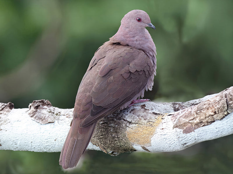 Ruddy Pigeon, Paloma Colorada