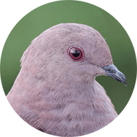 Ruddy Pigeon, Paloma Colorada, Patagioenas subvinacea