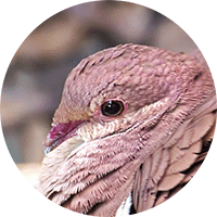 Ruddy Quail-dove, Paloma-perdiz Rojiza, Geotrygon montana