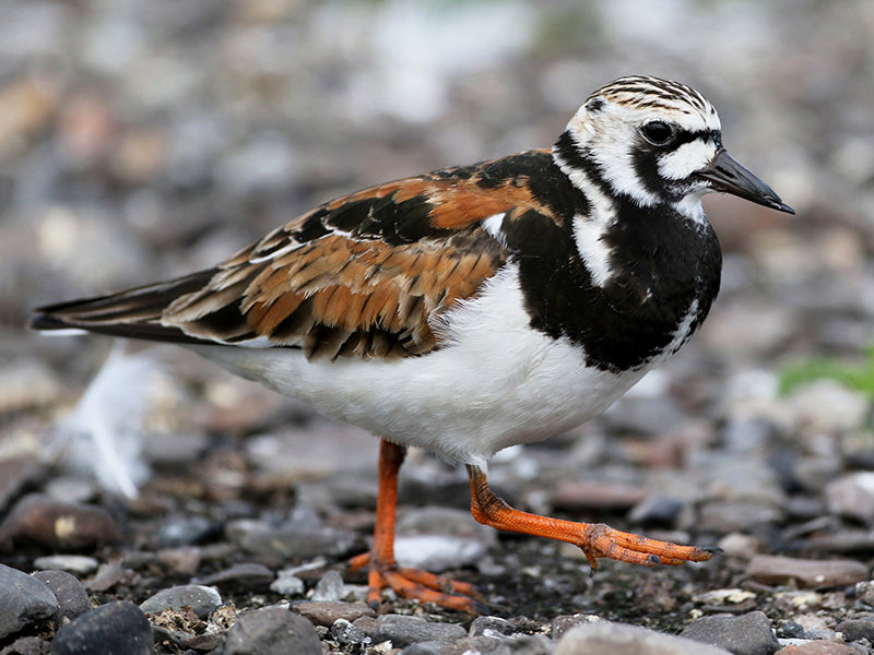 Ruddy Turnstone, Arenaria interpres,: Vuelvepiedras rojizo