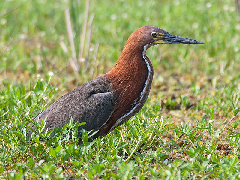 Rufescent-tiger-heron, Tigrisoma lineatum, Vado Colorado