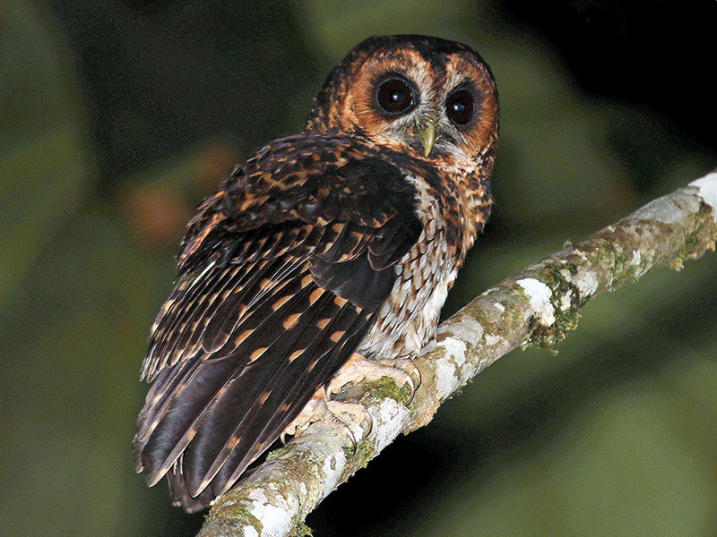 Rufous-banded Owl, Ciccaba albitarsis, Búho Ocelado