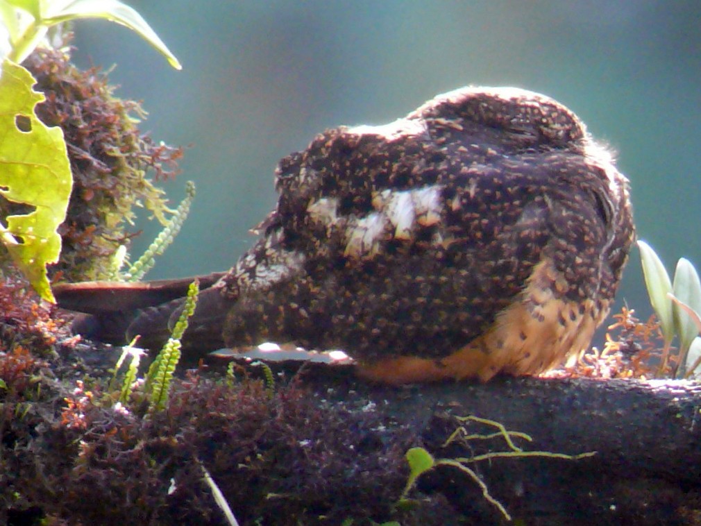 Rufous-bellied Nighthawk, Chotacabras Buchirrufo, Lurocalis rufiventris