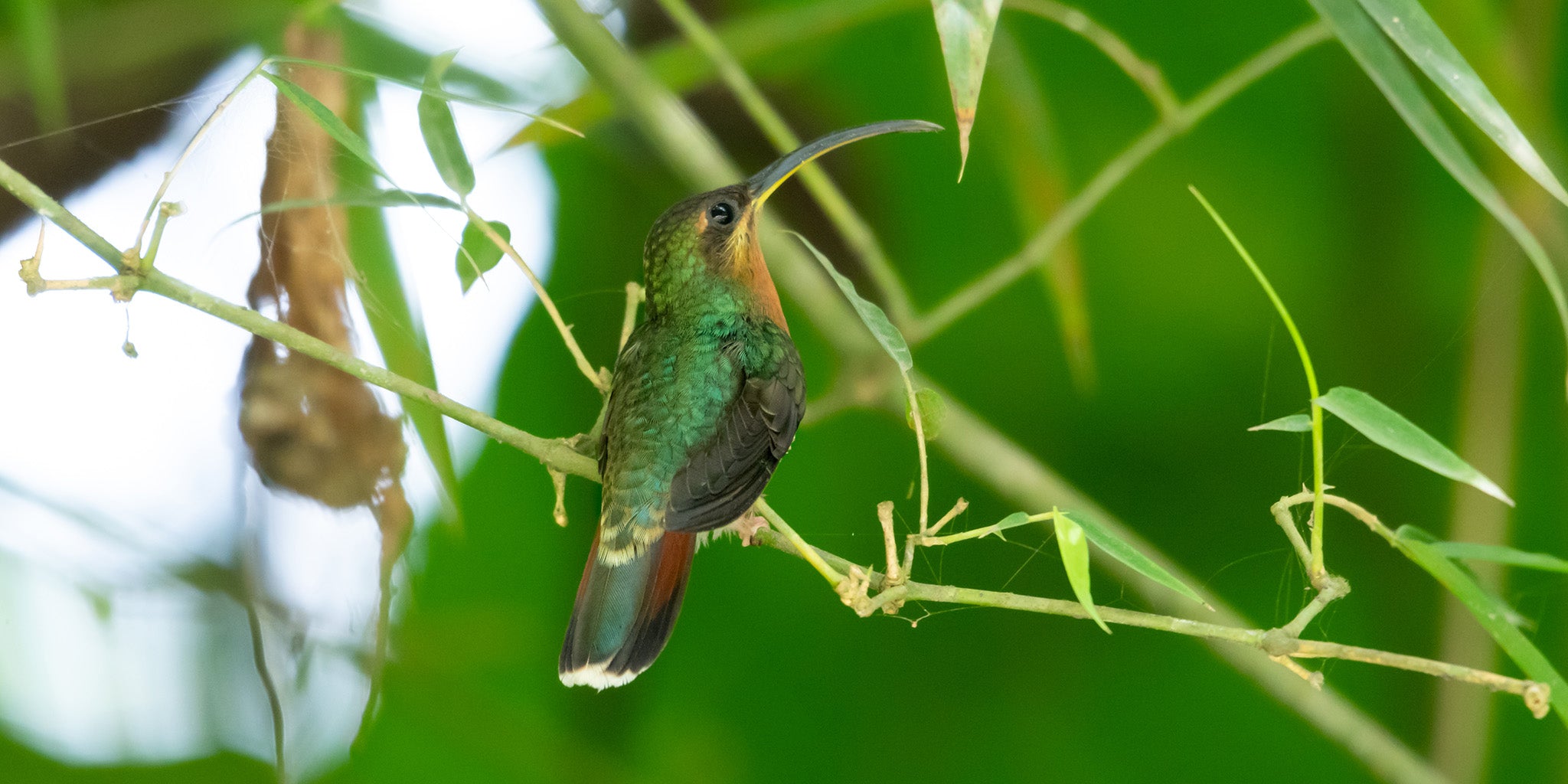 Rufous-breasted Hermit, Ermitaño Canelo, Glaucis hirsutus