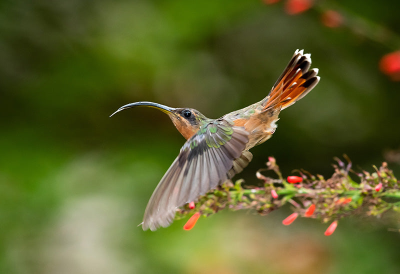 Female Rufous-breasted Hermit, Ermitaño Canelo, Glaucis hirsutus