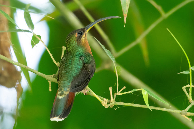 Rufous-breasted Hermit, Ermitaño Canelo, Glaucis hirsutus