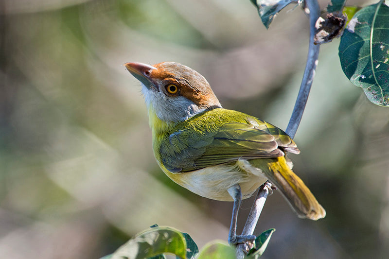 peppershrike, rufous-browed-peppershrike, passeriformes, virionidae