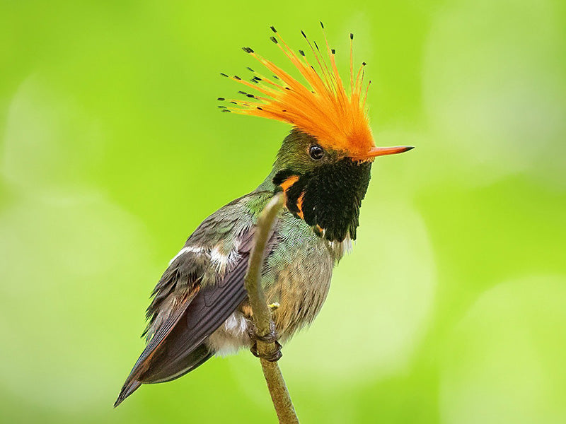 Rufous-crested Coquette, Lophornis delattrei,  Coqueta Crestada