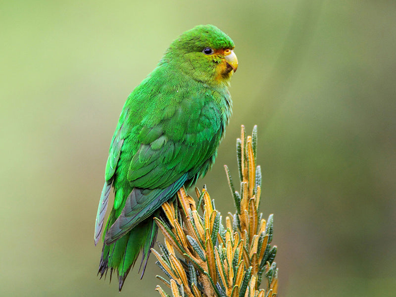 Rufous-fronted Parakeet, Bolborhynchus ferrugineifrons, Periquito Frentirrufo