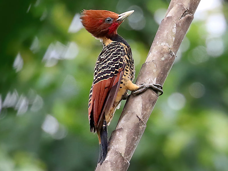 Rufous-headed Woodpecker, Celeus spectabilis, Carpintero Cabecirrufo