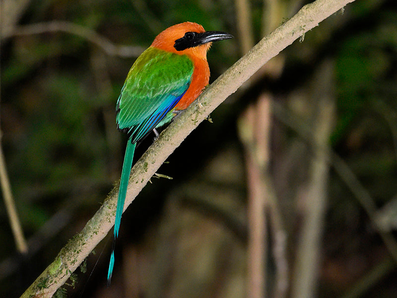 Rufous Motmot, Baryphthengus Martin, Barranquero Pechicastaño