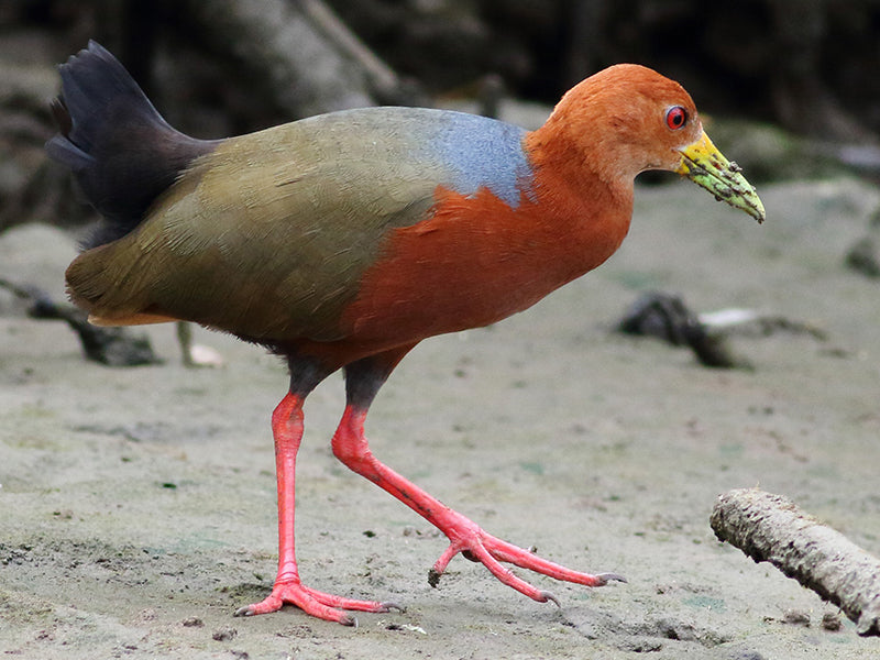 Rufous-necked Wood-rail, Aramides axillaris, Chilacoa Costera