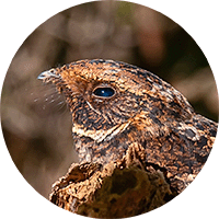 Rufous Nightjar, Antrostomus rufus, Guardacaminos Colorado