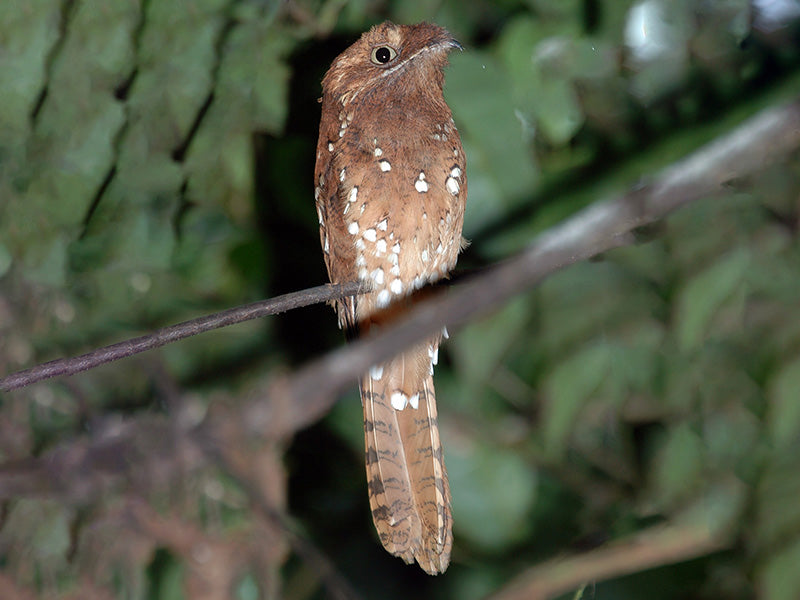 Rufous Potoo, Biemparado Rufo, Phyllaemulor bracteatus