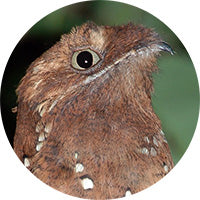 Rufous Potoo, Biemparado Rufo, Phyllaemulor bracteatus