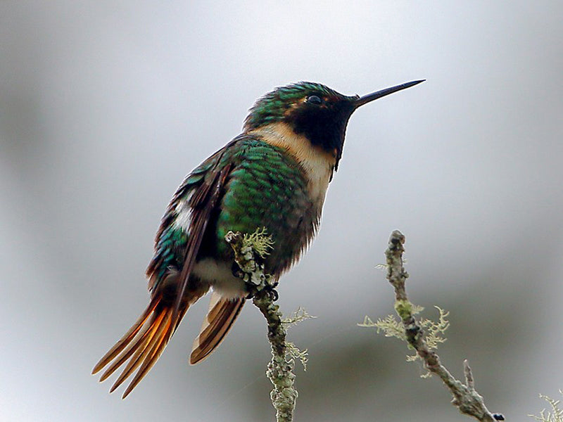 Rufous-shafted Woodstar, Chaetocercus jourdanii, Rumbito colirrufo