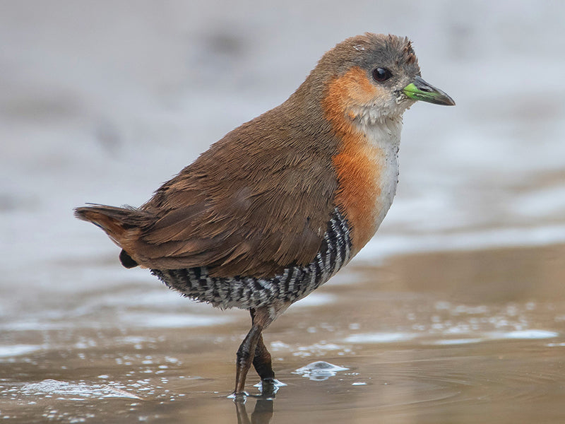 Rufous-sided Crake, Laterallus melanophaius, Polluela Pechiblanca