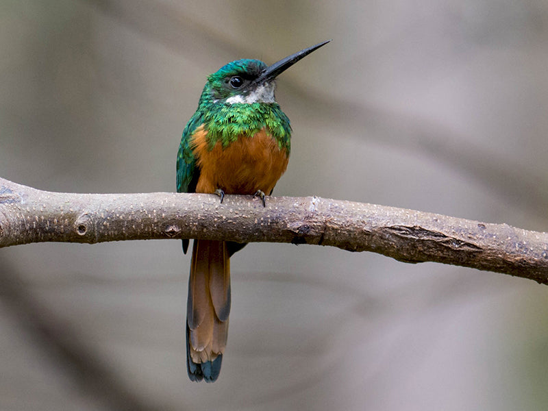 Rufous-tailed Jacamar, Galbula ruficauda, Jacamar Colirrufo