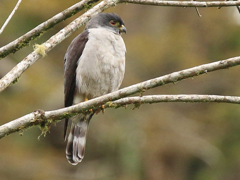 Rufous-thighed Kite, Harpagus diodon, Elanio Muslirufo
