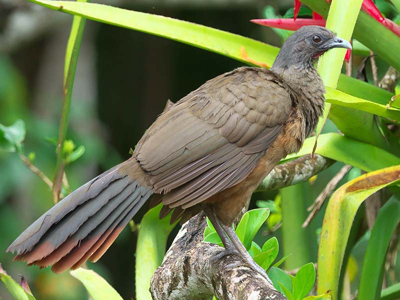 Rufous-vented chachalaca, Ortalis ruficauda, Guacharaca guajira