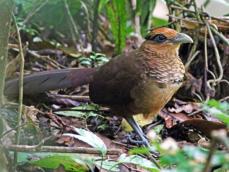 Rufous-vented Ground-cuckoo, Neomorphus goeffroyi, Cuco  Terrestre Collarejo