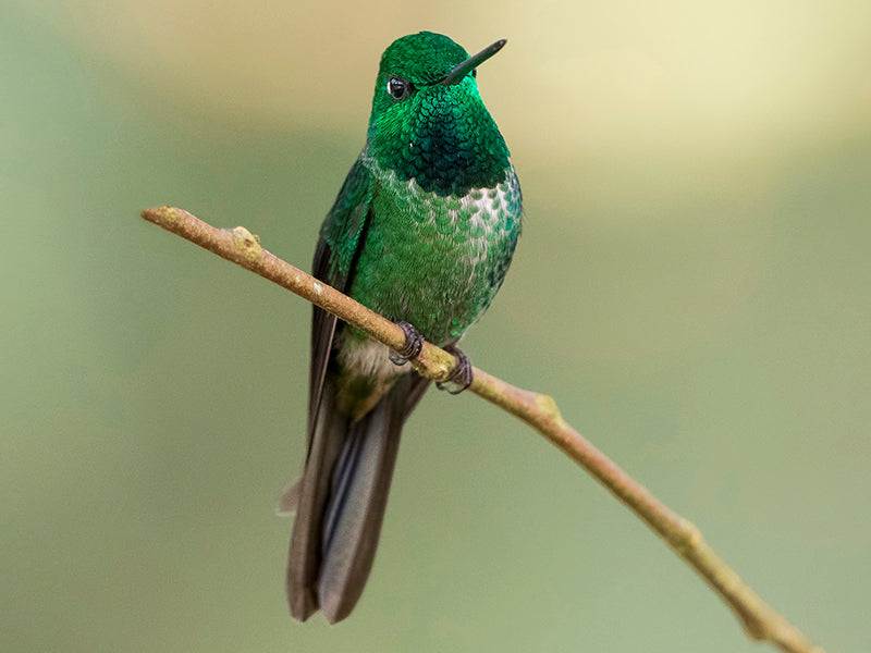 Rufous-vented Whitetip, Urosticte ruficrissa, Colibrí Colirrufo