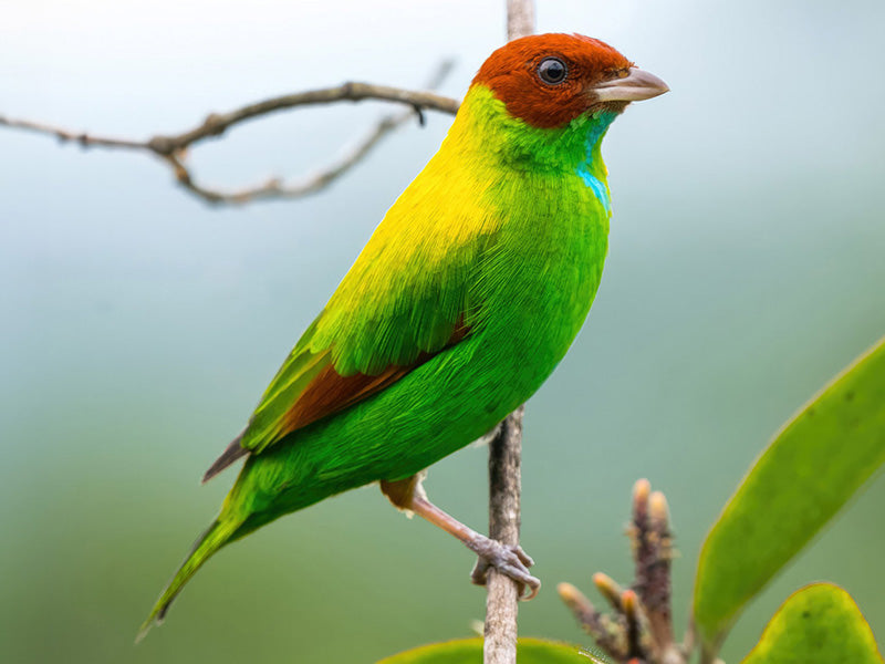 Rufous-inged Tanager, Tangara lavinia, Tangará Alirrufa