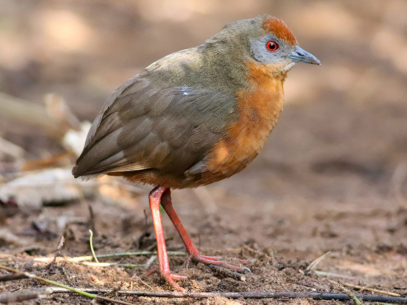 Russet-crowned Crake, Rufillarus viridis, Polluela cabecirrufa