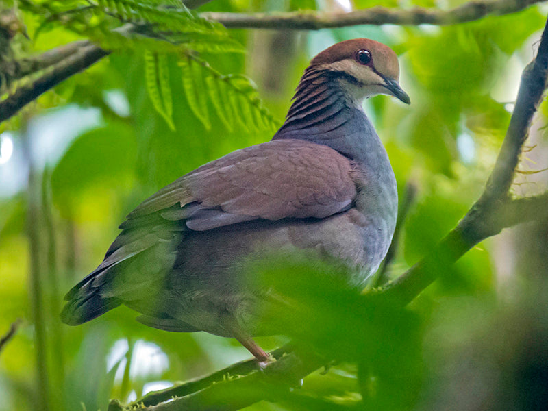 Russet-crowned Quail-dove, Zentrygon goldmani, Paloma-perdiz Cabecicanela