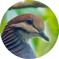 Russet-crowned Quail-dove, Paloma-perdiz Cabecicanela, Zentrygon goldmani