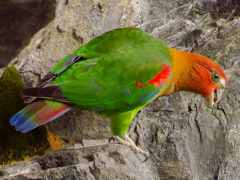 Rusty-faced Parrot, Hapalopsittaca amazonina, Cotorra Montañera