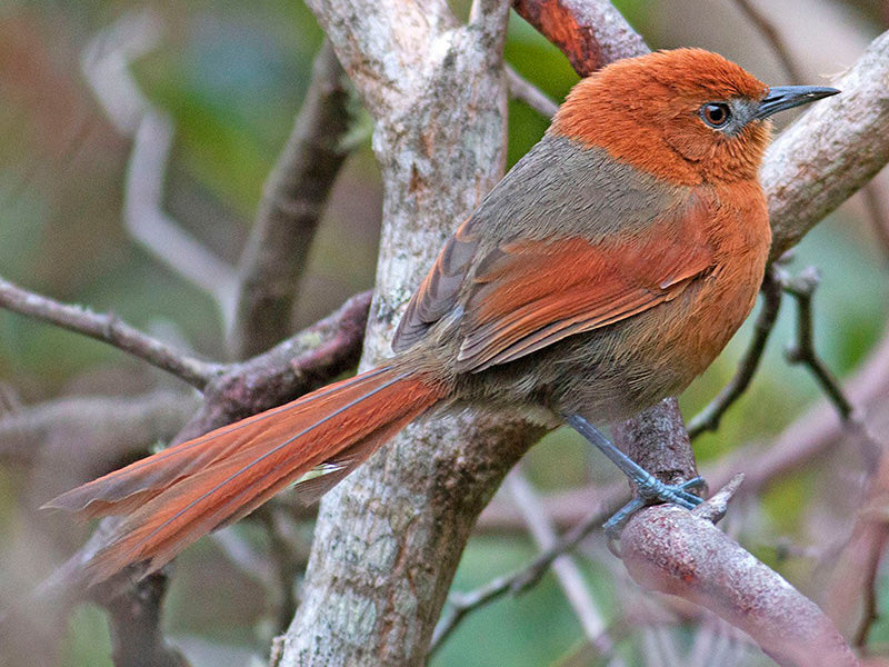 Rusty-headed Spinetail, Furnariidae, Synallaxis fuscorufa, Chamicero Serrano