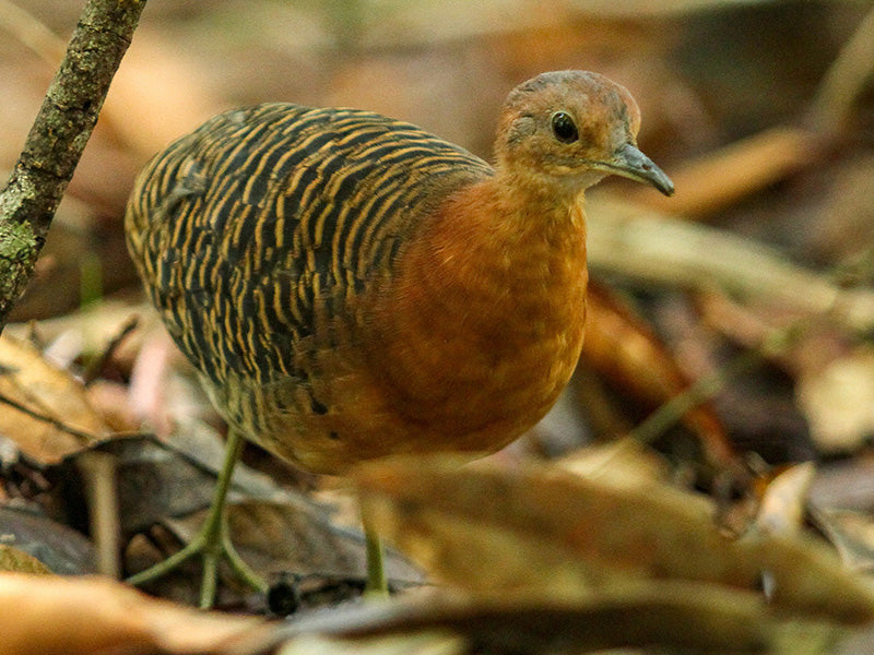 rusty tinamou, tinamou ferruginoso