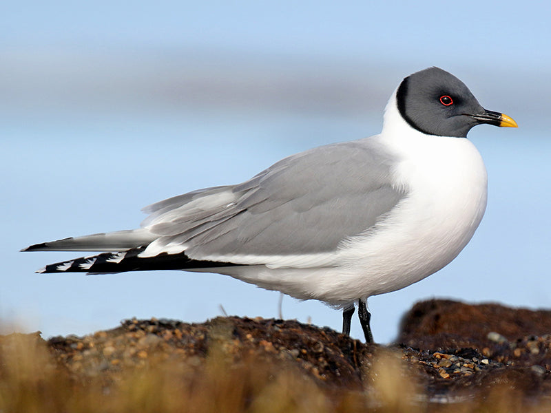 Sabine's Gull, Xena sabini, Gaviota de Sabine