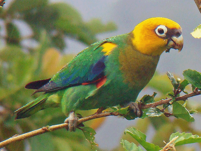 Saffron-headed Parrot, Pyrilia pyrilia, Cotorra Cariamarilla