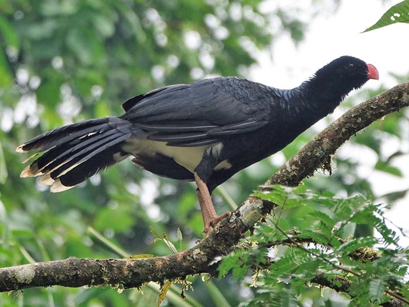 Salvin's Curassow, Mitu salvini, Paujil Culiblanco