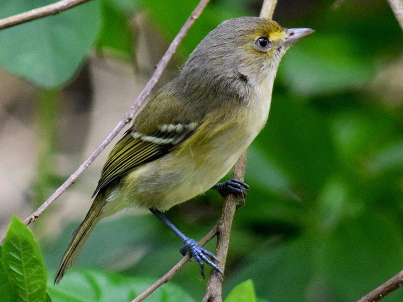 San Andres Vireo, Vireo caribaeus, Verderón de San Andrés