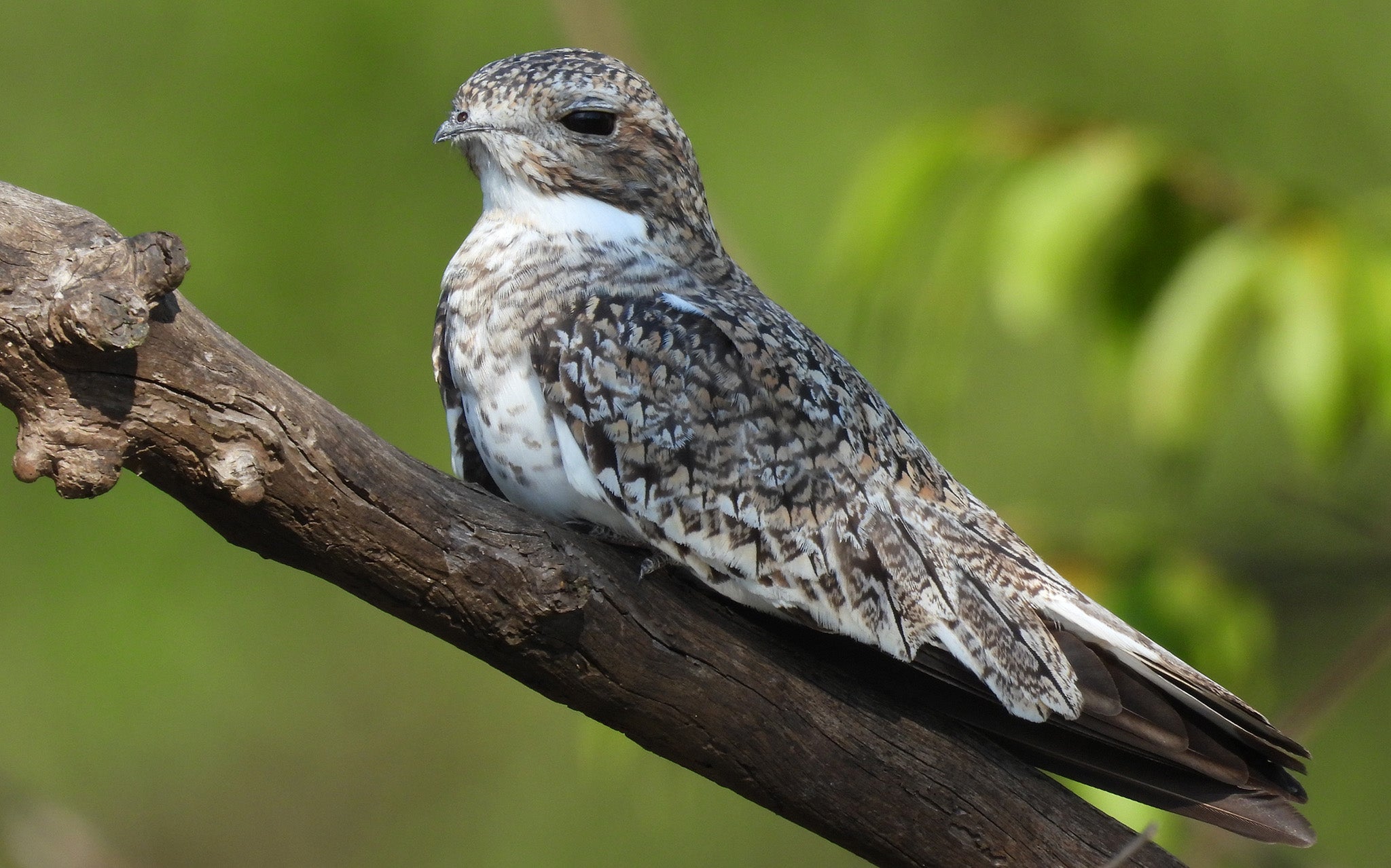 Sand-colored Nighthawk, CHotacabras Pechiblanco, Chordeiles rupestris